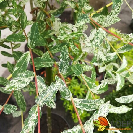 Salix integra 'Hakuro-nishiki' 40/50 C. - afbeelding 3