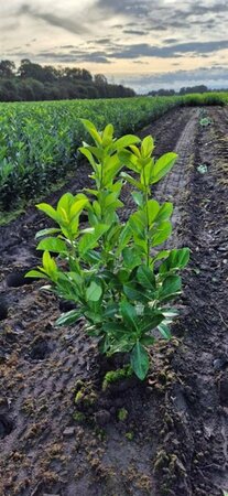 Prunus laurocerasus 'Rotundifolia' 140/160 C. - afbeelding 14