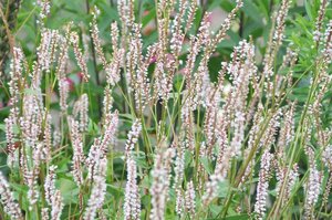 Persicaria amplexicaulis 'JS Misty Morning' P9 - afbeelding 2