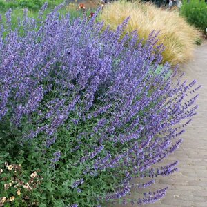 Nepeta f. 'Walker's Low' C2