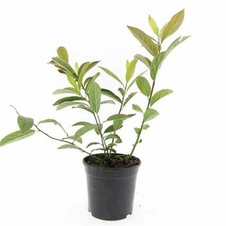 Itea virginica 'Henry's Garnet' 30/40 C. - afbeelding 3