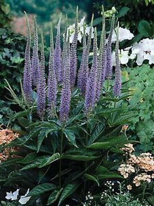 Veronica spicata 'Ulster Dwarf Blue' C2
