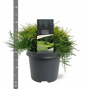 Juniperus media 'Old Gold' 25/30 C. - afbeelding 3