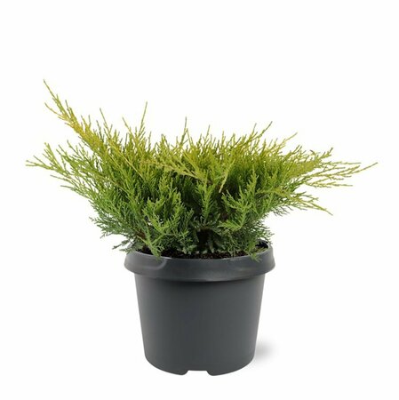 Juniperus media 'Old Gold' 25/30 C. - afbeelding 11