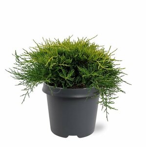 Juniperus media 'Old Gold' 25/30 C. - afbeelding 2
