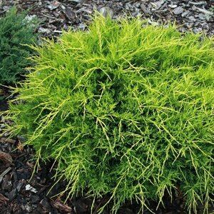 Juniperus media 'Old Gold' 25/30 C. - afbeelding 9