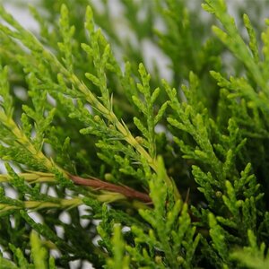 Juniperus media 'Old Gold' 25/30 C. - afbeelding 8