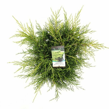 Juniperus media 'Old Gold' 25/30 C. - afbeelding 5