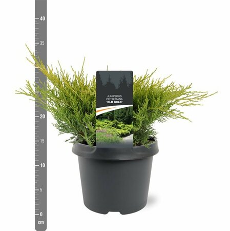 Juniperus media 'Old Gold' 25/30 C. - afbeelding 7