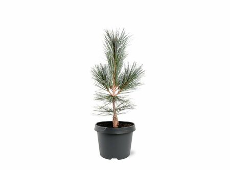 Pinus flex. 'Vanderwolf's Pyramid' 50/60 C.  - afbeelding 1