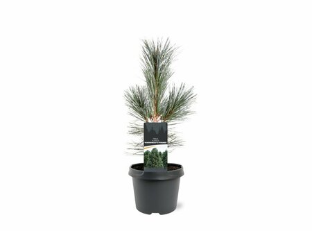 Pinus flex. 'Vanderwolf's Pyramid' 50/60 C.  - afbeelding 4
