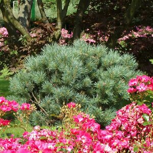 Pinus sylvestris 'Watereri' ST. 60 C. Bol - afbeelding 3