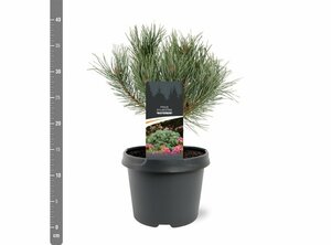 Pinus sylvestris 'Watereri' ST. 100 C.  - afbeelding 5