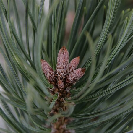Pinus sylvestris 'Watereri' ST. 100 C.  - afbeelding 6