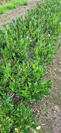 Prunus laurocerasus 'Otto Luyken' ST. 80 C.  - afbeelding 8