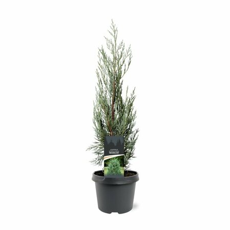 Juniperus scop. 'Moonglow' 175/200 C. - afbeelding 1