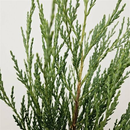 Juniperus scop. 'Moonglow' 175/200 C. - afbeelding 2