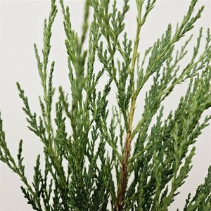 Juniperus scop. 'Moonglow' 175/200 C. - afbeelding 2