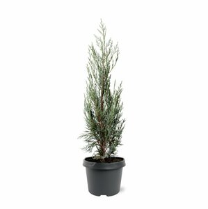 Juniperus scop. 'Moonglow' 175/200 C. - afbeelding 3