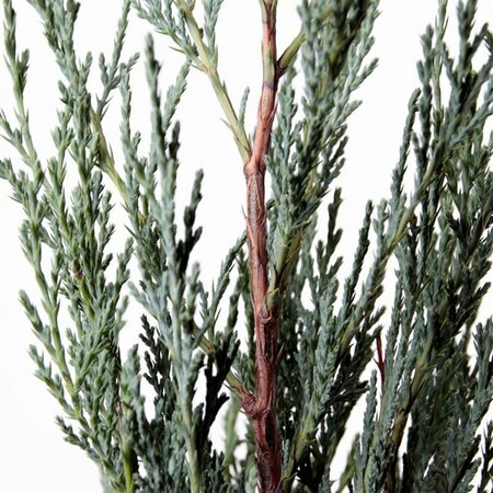 Juniperus scop. 'Moonglow' 175/200 C. - afbeelding 4