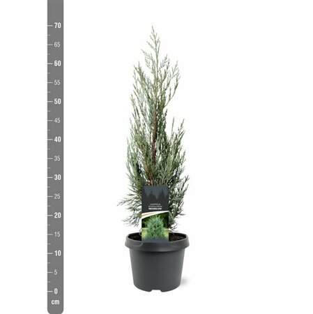 Juniperus scop. 'Moonglow' 175/200 C. - afbeelding 6