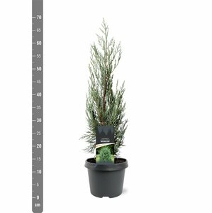 Juniperus scop. 'Moonglow' 175/200 C. - afbeelding 6