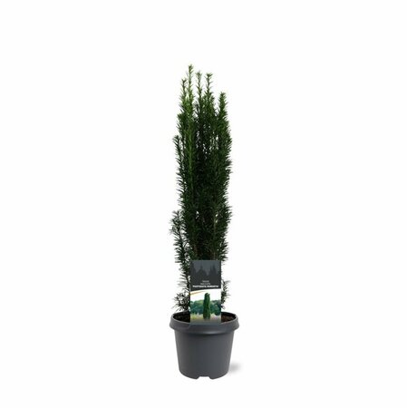 Taxus baccata 'Fastigiata Robusta' 175/200 KL. - afbeelding 1