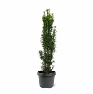 Taxus baccata 'Fastigiata Robusta' 175/200 KL. - afbeelding 5