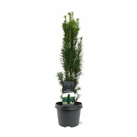 Taxus baccata 'Fastigiata Robusta' 175/200 KL. - afbeelding 6