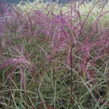 Miscanthus sinensis 'Flamingo' C10 - afbeelding 1