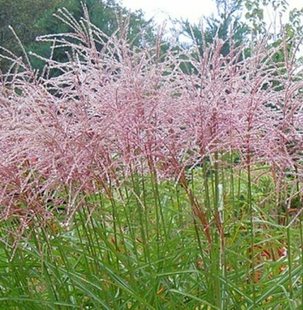Miscanthus sinensis 'Flamingo' C10 - afbeelding 2