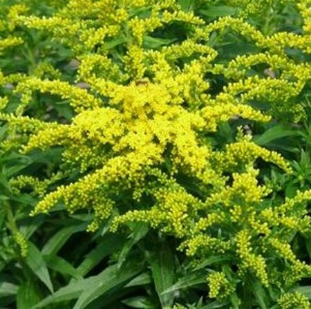 Solidago 'Golden Dwarf' P9 - afbeelding 4