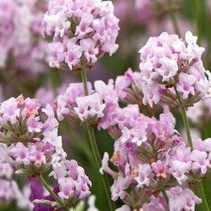 Lavandula ang. 'Hidcote Pink' P9 - afbeelding 2