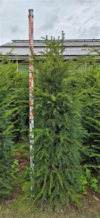 Taxus baccata 175/200 KL. Solitair - afbeelding 13