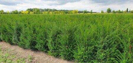 Taxus baccata 175/200 KL. Solitair - afbeelding 8