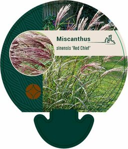 Miscanthus sinensis 'Red Chief' C2