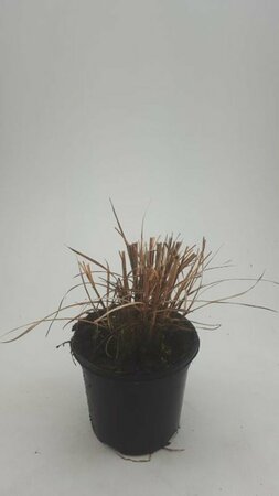 Miscanthus sinensis 'Red Chief' C2 - afbeelding 5