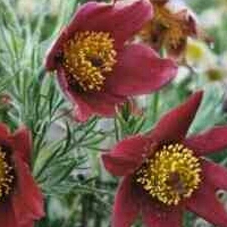 Pulsatilla vulgaris 'Rubra' P9 - afbeelding 1