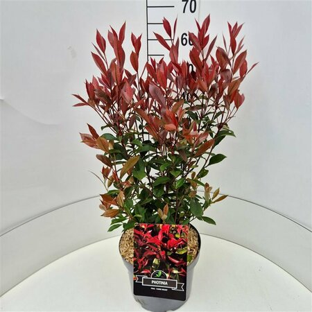 Photinia fraseri 'Carré Rouge' 150/175 C. - afbeelding 5