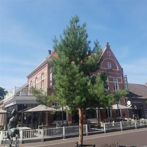 Pinus sylvestris 275/300 DR. Meerstammig - afbeelding 8