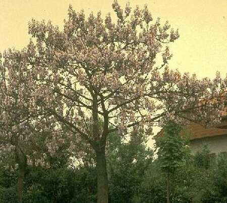 Paulownia tomentosa 10-12 C. HO. - afbeelding 2