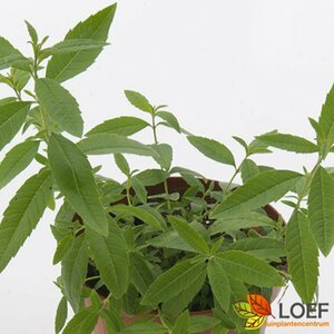 Lippia citriodora P9