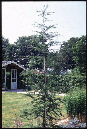 Nothofagus antarctica 175/200 KL. 2-Tak - afbeelding 1