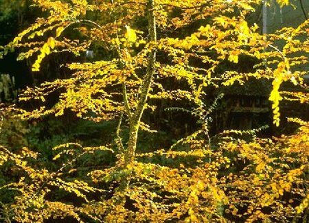 Nothofagus antarctica 175/200 KL. 2-Tak - afbeelding 3