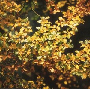 Nothofagus antarctica 175/200 KL. 2-Tak - afbeelding 5