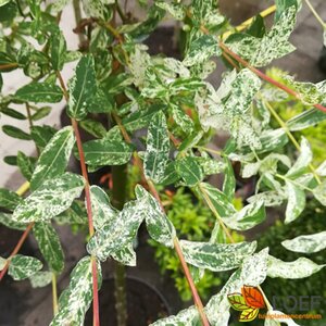 Salix integra 'Hakuro-nishiki' 125/150 C. - afbeelding 3