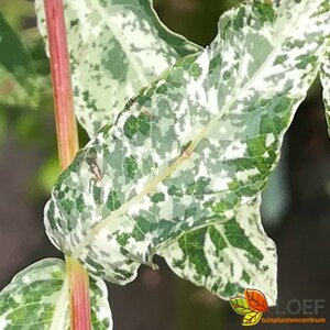 Salix integra 'Hakuro-nishiki' 125/150 C. - afbeelding 4