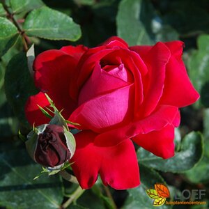 Rosa (T) 'Dame de Coeur' C3 - afbeelding 1