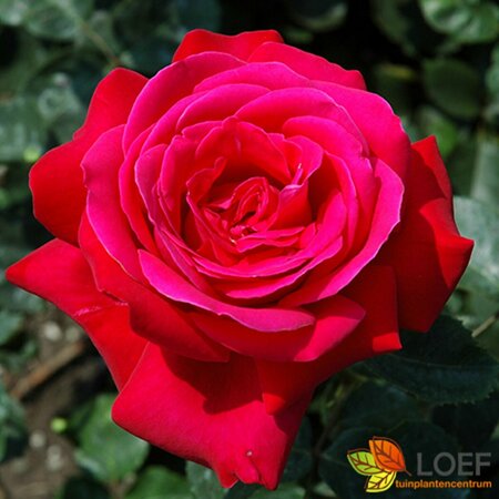 Rosa (T) 'Dame de Coeur' C3 - afbeelding 2