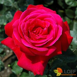 Rosa (T) 'Dame de Coeur' C3 - afbeelding 2